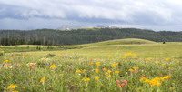 Flat Tops Meadow
